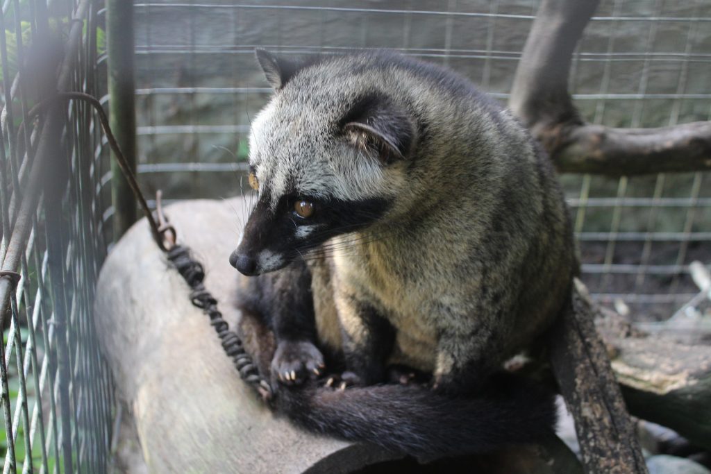 Kopi luwak coffee beans