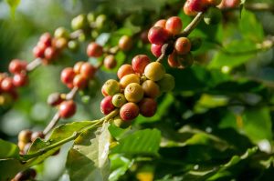 Coffee beans are seeds of the Coffee Plant